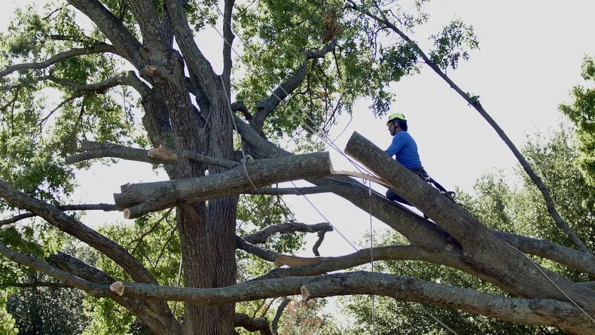 Professional Hazardous Tree Removal performed by certified arborists in Prosperity